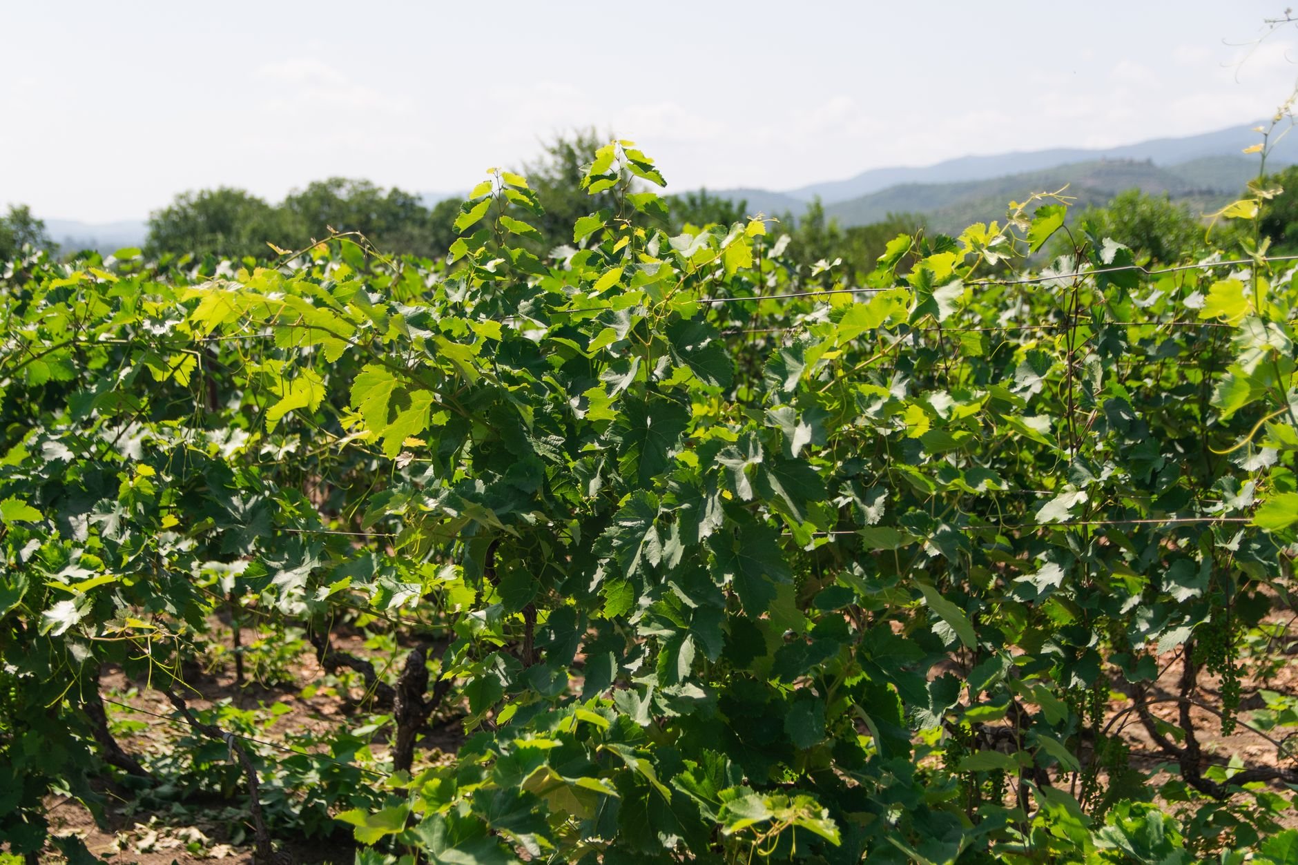 Vibrant vineyard with rows of grapevines under a clear sky